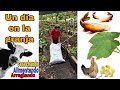 UN DIA CONMIGO EN LA GRANJA - ACOMPAÑAME A SEMBRA Y ALIMENTAR A LOS ANIMALES - vlog del borrego