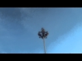 Voladores de Papantla en Cocula