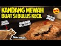 KANDANG MEWAH BUAT SI BULUS MAHAL! | SETTING KANDANG BUAT BULUS! BUAT DIA NYAMAN!