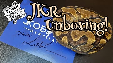 JKR Yellowbelly Enchi het Pied unboxing!