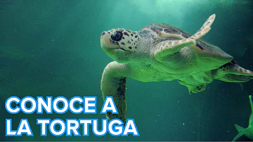 ¿Cuál es la causa de la desaparición de la tortuga?