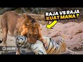 SEREM!! Detik² Harimau Nekat Menyerang Singa! Endingnya sungguh Tak Terduga... #Predator vs Predator