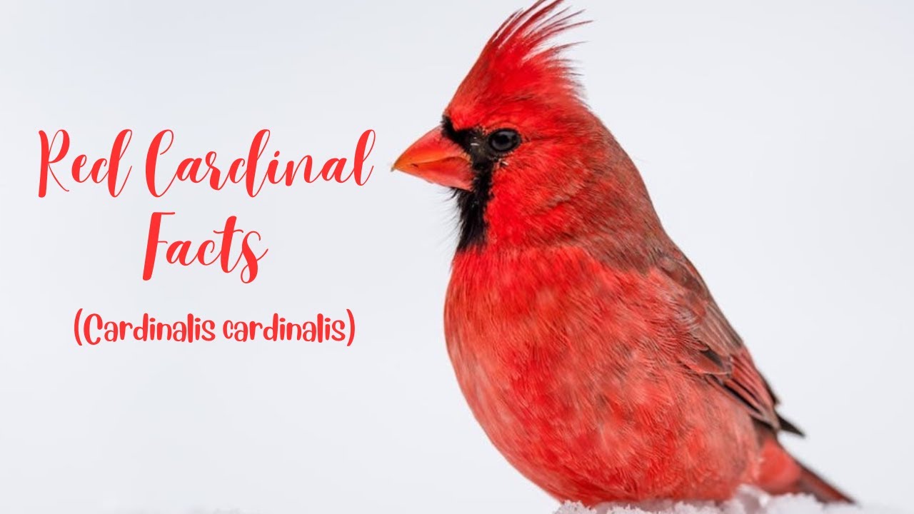 Northern Cardinal Facts / Northern Cardinal / Red Bird - YouTube