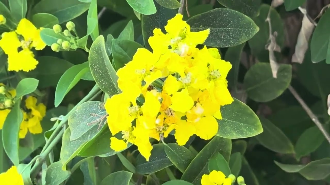 AZ Plant Reviews - Yellow Orchid Vine (Callaeum macropterum)