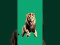 Lion Attacking Green Screen Effect #greenscreen #lion #greenscreenvideo #greenscreenfun