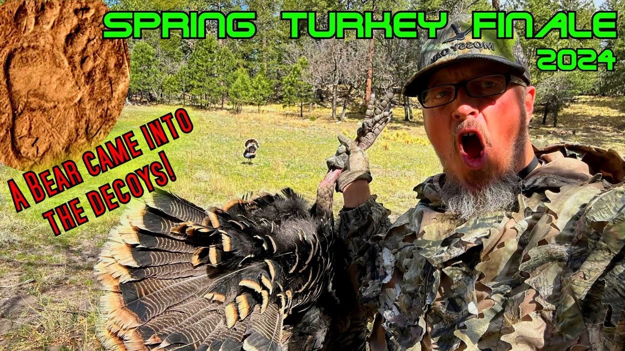 Spring Turkey Hunt (public land) Finale 2024! A bear came into the