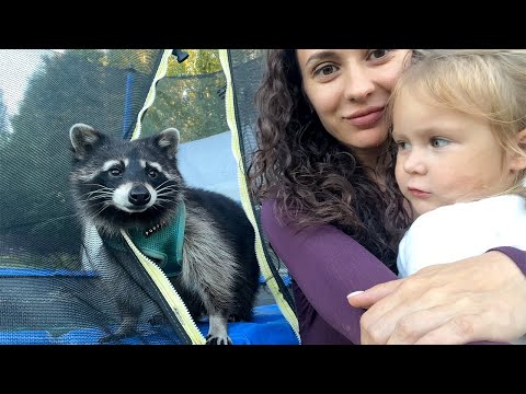 Timofey the RACCOON walks around the site / Singapore cats escort Alice to bed
