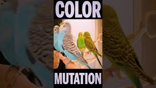 How Budgies Become Colorful #Shorts