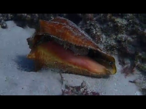 Conch on the move