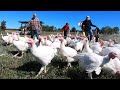 HERDING TURKEYS: moving the pastured turkeys to a new paddock