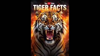 5 Amazing Tiger Facts You Probably Didn't Know