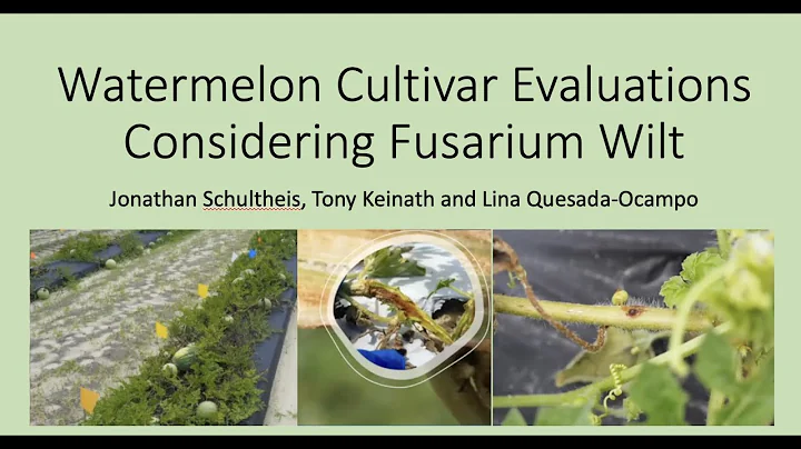 Watermelon Cultivar Evaluations Considering Fusari...