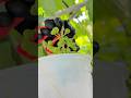"Grape farming #grape #grapenation #pruning #farming