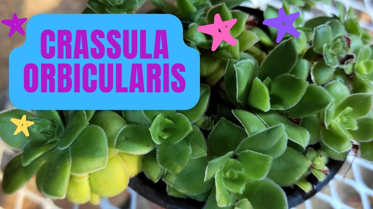 CRASSULA ORBICULARIS CUIDADOS