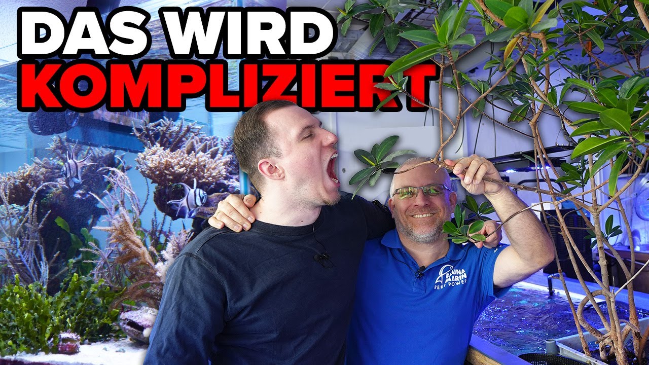 KORALLENBESATZ für das MEERWASSER-PALUDARIUM - Tobi & Claude