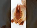 Белка Пикачу вблизи 🤗 Pikachu squirrel in closeup