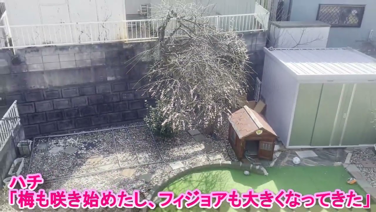 第192章 ハチも喜ぶポカポカ陽気