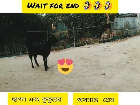 ভিডিও: ওভারপাসে জাম্পিংয়ের পরে কুকুর পুনরুদ্ধার