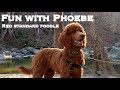 Fun with Phoebe: Take a walk with a 6 month old red standard poodle