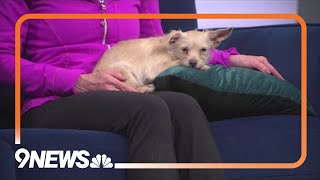 Petline9 Opal Lyn and Bob Bob are looking for homes