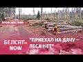 Вырубка леса в Борисовском районе