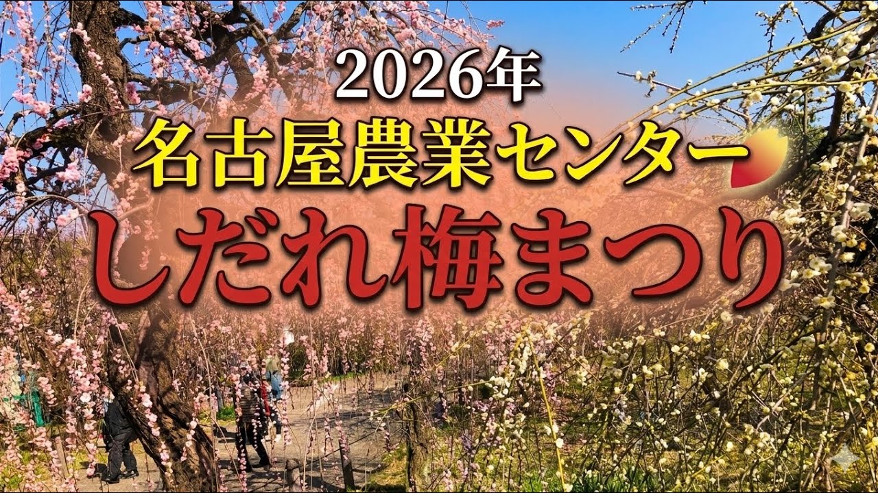 しだれ梅　の名所　約700本　名古屋農業センター　2026年