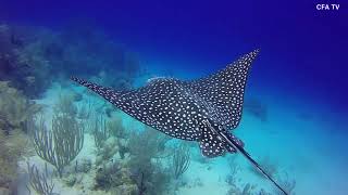 Spotted Eagle Ray