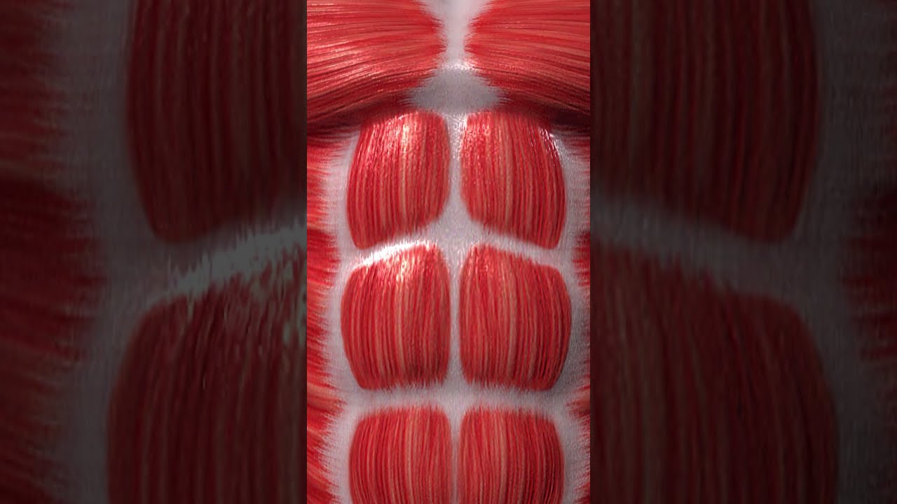 Introduction To Muscular System