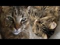 PIXIE BOB CATS 2021 の動画、YouTube動画。