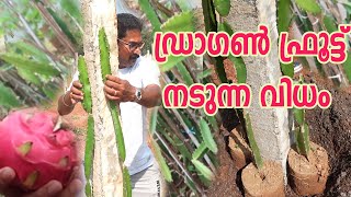 ഡ്രാഗൺ ഫ്രൂട്ട് തൈ എങ്ങനെ നടാം Dragon Fruit Planting Malayalam