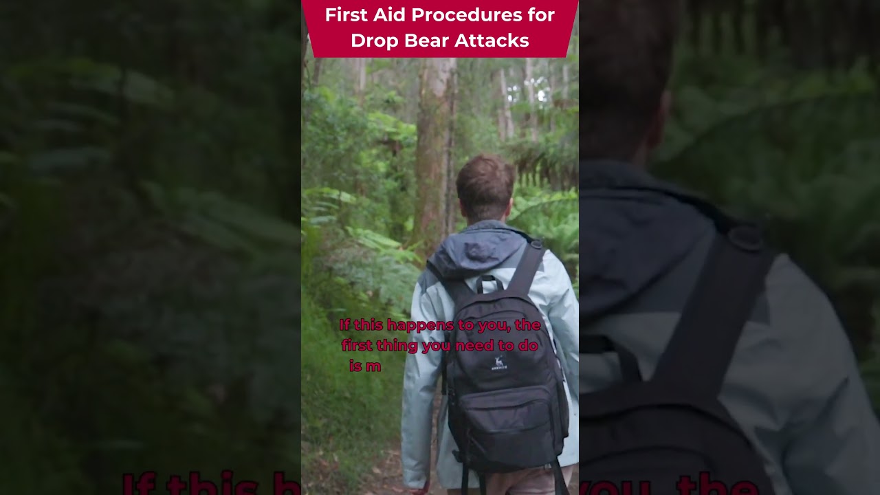 Советы по оказанию первой помощи при нападении медведя