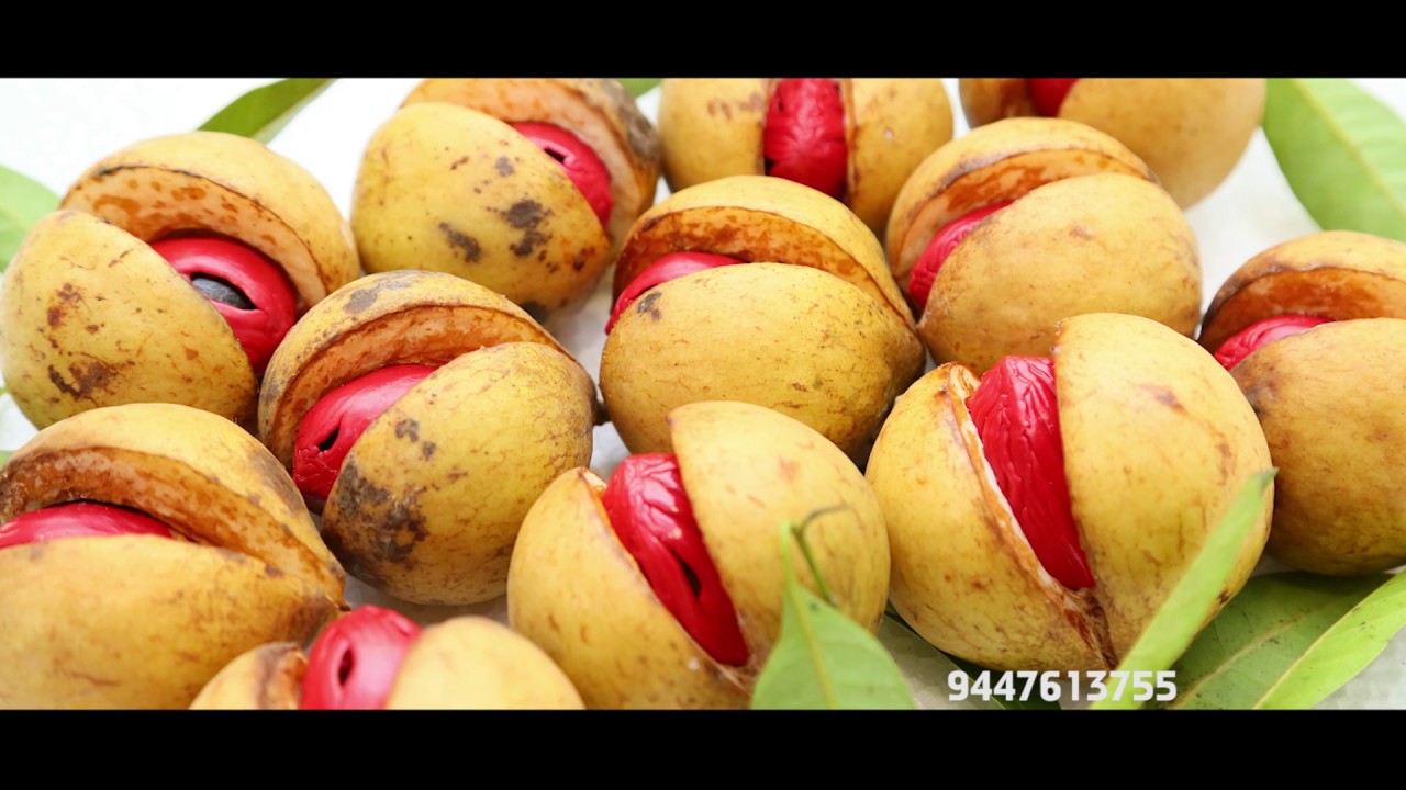 Best Jathy in Kerala