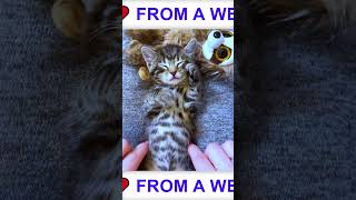 From A Wet Stray Kitten To The Most Loved Cat Ever! Unbelievable Glow Up! 😱❤️🐱