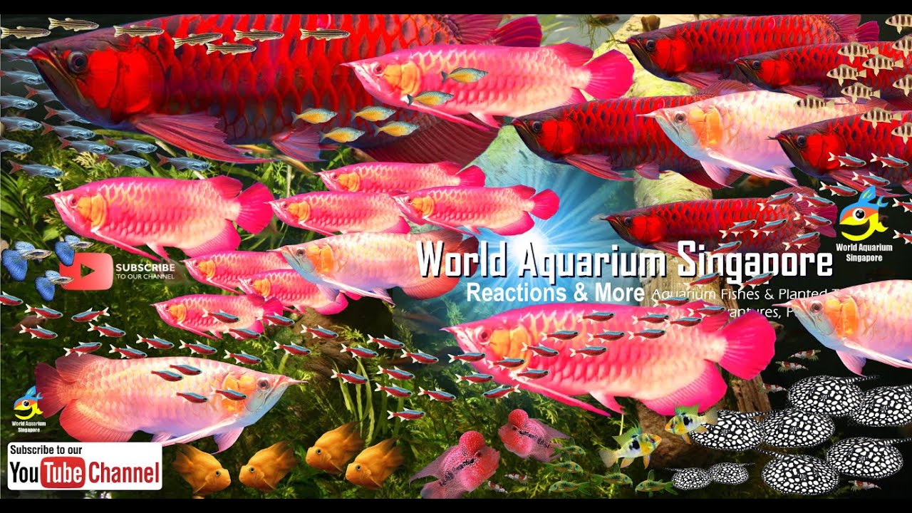 World Grand Champion #1 Arowana Dragon Fish Competition Lines of Red Super Red Dragon Kings Part 2