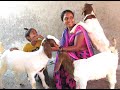 Pure Boer Goats Kids Sales#Pawar Boer Goat Farm Phaltan#Left Job at Pune#Income 4 to 5 Lakh Per Year