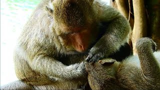 The best mum Tara monkey is grooming and finding lice for her baby Titan monkey