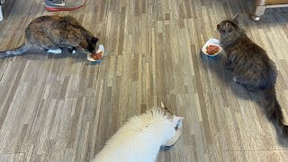 ANOTHER CAT CAFE