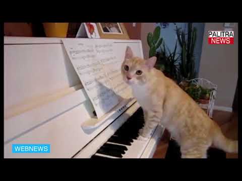 კატამ პიანინოზე დაკვრა მოისურვა