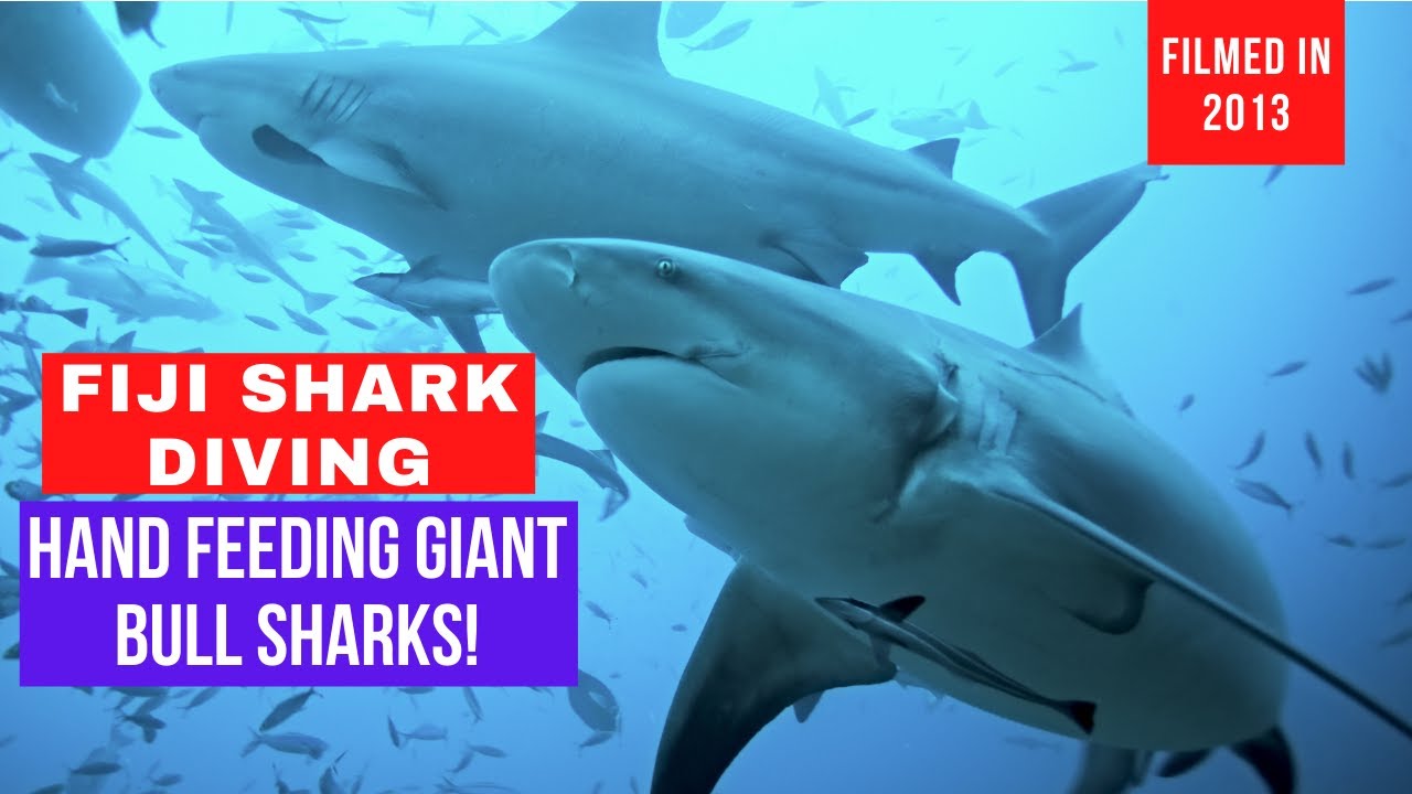 Fiji Shark Diving with AquaTrek, Beqa LagoonPacific Harbor YouTube