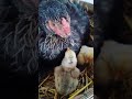 Cute baby Chicken