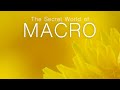 The Secret World of Macro