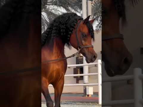 ياهلا بالصقر - orijinal arap atı - original arabian horse #ياهلا_بالصقر