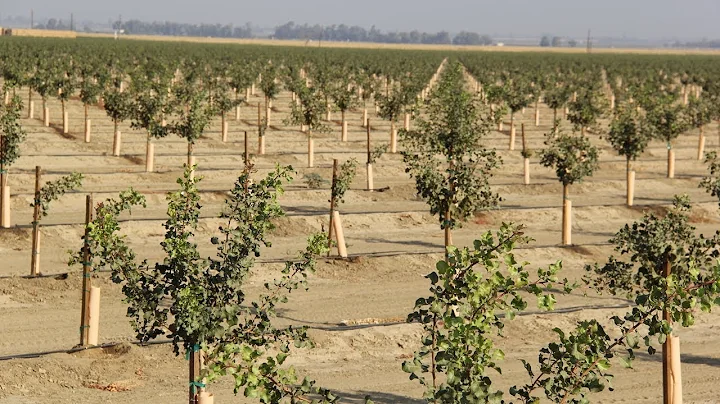 Pistachio Orchard Nutrient Management 101 with Bob...