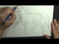 How to draw a horse trotting