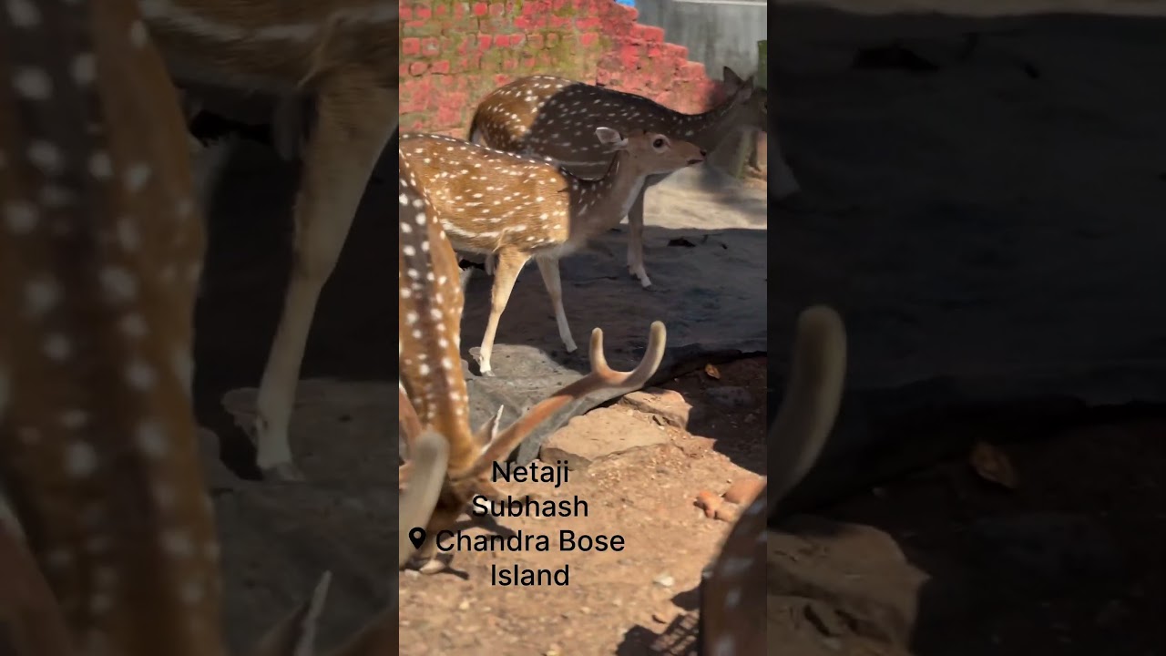 The spotted deer was introduced to the Andaman Islands as a game animal in the 1930s by the British.