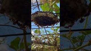 #shorts OMG YELLOW JACKET GROUND NEST! || WASP NEST #WASPNEST