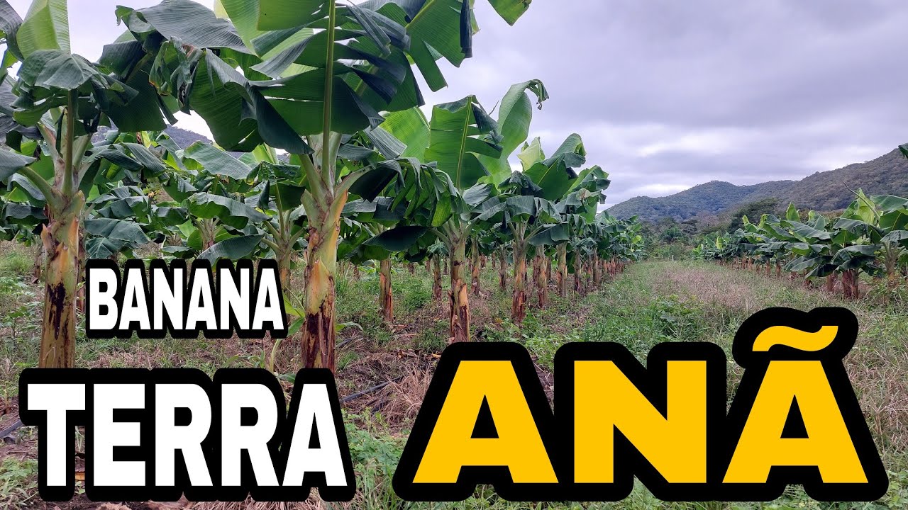 Banana terra anã com 4 meses