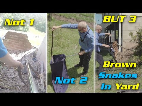 NOT 1, NOT 2 BUT 3 Eastern Brown Snakes in a yard!!! 🤯😱