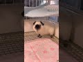 #dog #dogsofinstagram #dogs #dogstagram #instadog #doglover #dogoftheday