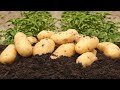Ma faon de cultiver des pommes de terre  comment obtenir de gros rendements